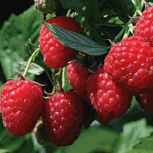 Zone 4 Raspberry Plants 5 Raspberry Plants