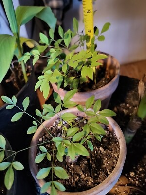 Nandina (HEAVENLY BAMBOO) PLANT;   3- 4 Inch  HEALTHY  FULLY ROOTED 