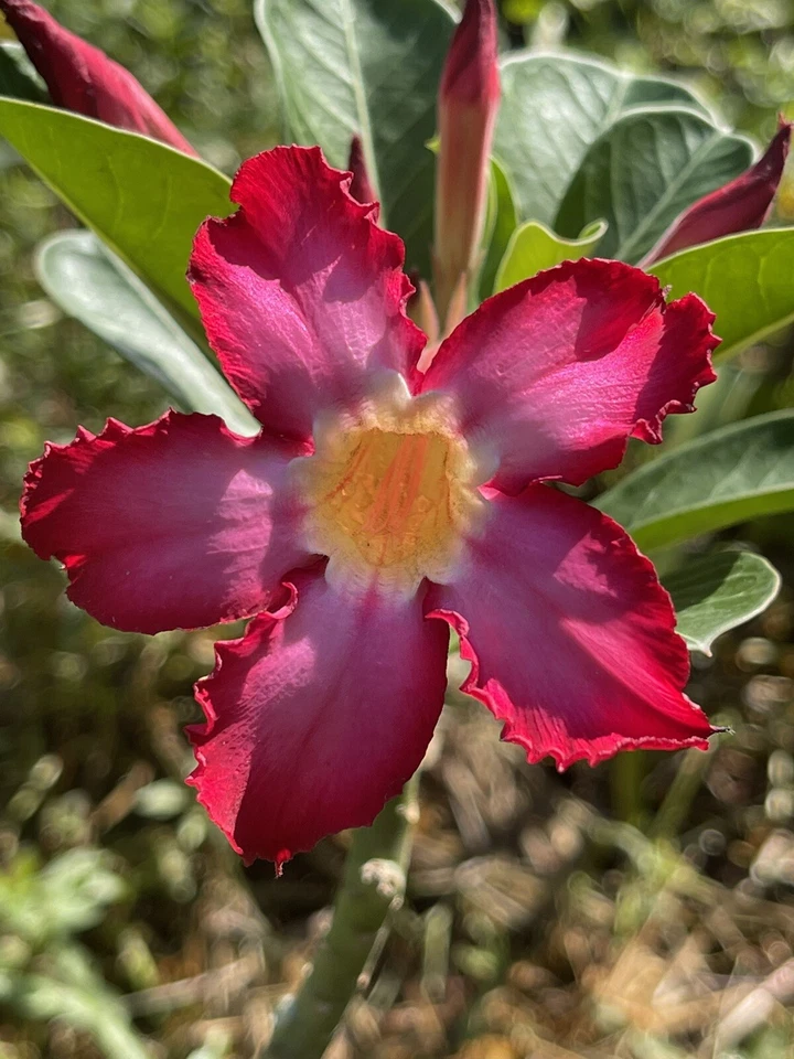 Red Pink Adenium Obesum (10) Seeds with Tracking~Flower As Pictured - Image 2 of 3