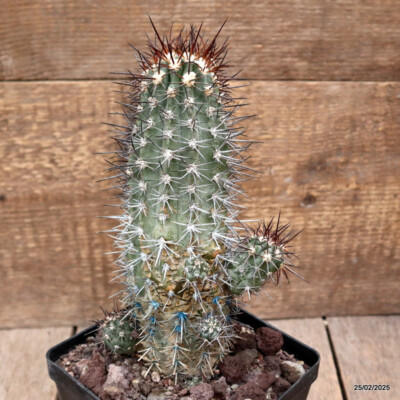 D3520 COPIAPOA GRANDIFLORA KK1017 pot12-H21-W11 cm MaMa Cactus