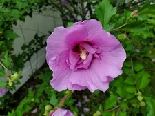 Lovely 25 Purple Lavender Rose Of Sharon Seeds Plants Summer Flowers Perennial