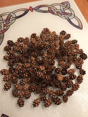 100+ Mini Hemlock Pine Cones: crafts,wreaths,florals,decor,doll houses. See Desc
