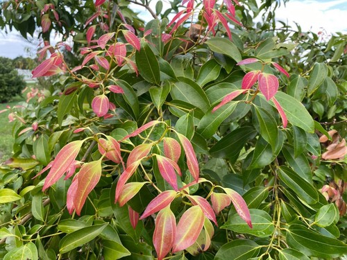 Planta de especias de canela BeauFlora (Cinnamomum verum, plántula) 2 plantas de raíz desnuda - Imagen 2 de 5