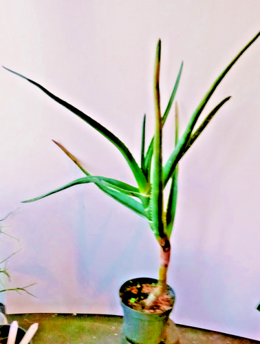 succulent ALOE BARBERAE VERY RARE ! VERY SPECIAL ! 55 CM - Picture 11 of 11