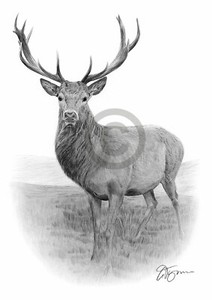 STAG-pencil-drawing-art-print-A3-A4-sizes-signed-UK-artwork-Deer