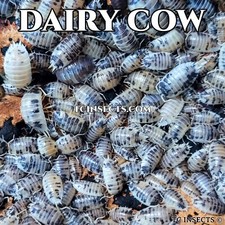 100 Dairy Cow Isopods For Sale   Bulk Isopods For Bioactive