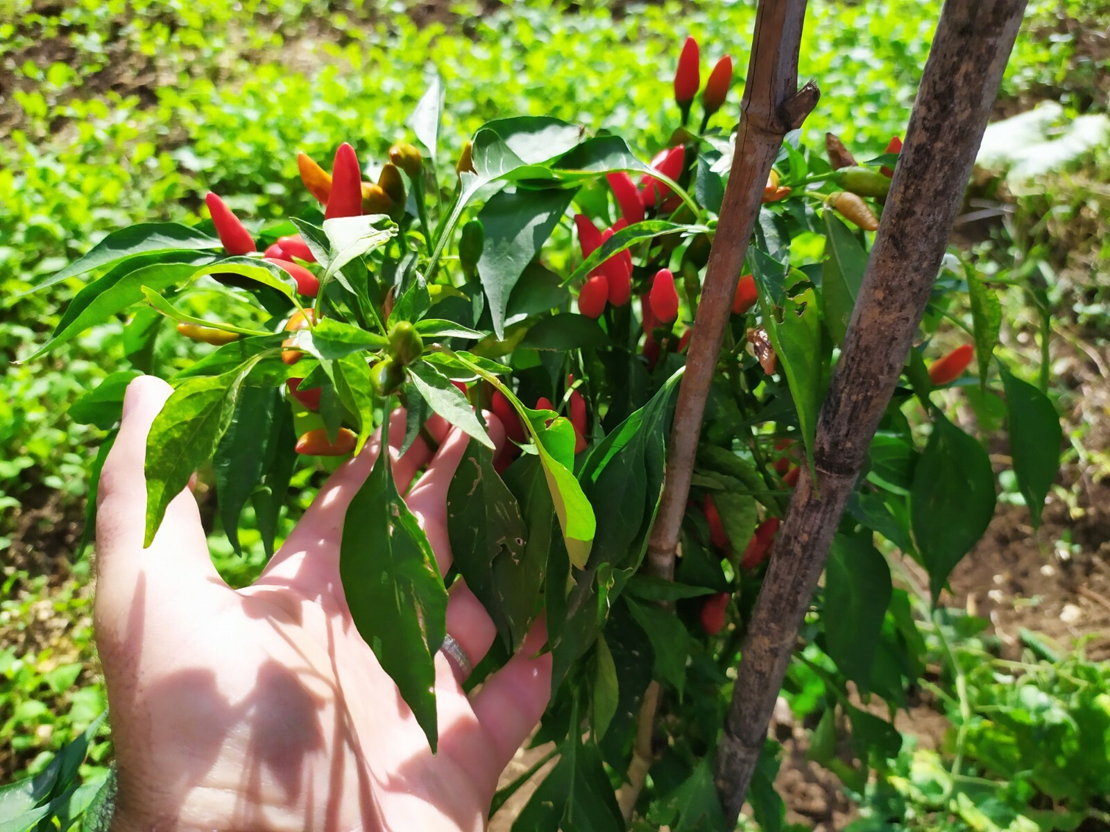 100 Semi Di Peperoncino Diavolicchio Calabrese - In Omaggio 5 Mix Di Semi Posta Tracciata