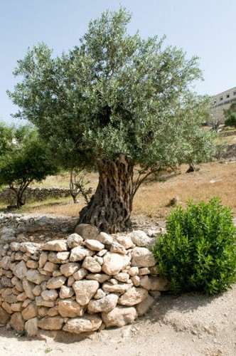 Piante Ulivo, Variet&agrave; Leccino - - Senise (PZ