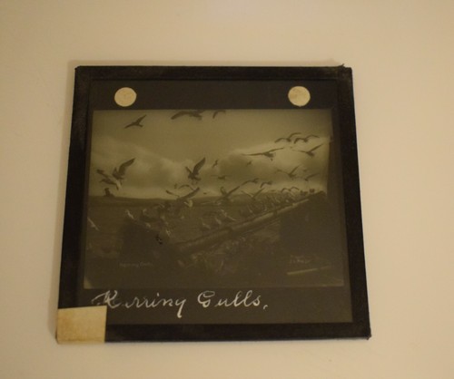 Magic Lantern Slide ARENQUE GAVIOTAS EN BARCO C1910 FOTO ESTUDIO DE AVES - Imagen 2 de 3