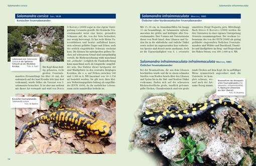 Thumbnail - Feuersalamander Stefan Schorn