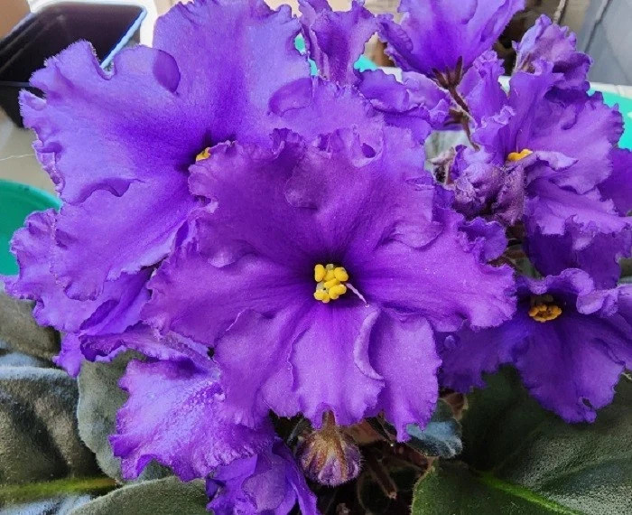 African Violet Plant Jere's Big Blue Bomber Starter Plant Standard