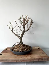 AWESOME! Fantastic Bottle Brush Pre-Bonsai, 19 Years, Huge Trunk