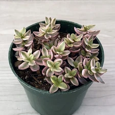 Succulent Live Plants - Crassula Volkensii Variegata - In 4" Pot