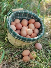 Freeze Dried Eggs,  $11 a dozen! FREE SHIPPING fresh from our family farm to you