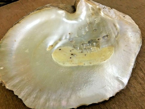 Antico antico vecchio raro grandi dimensioni naturale TRIDACNA GIGAS guscio di mare VONGOLA GIGANTE - Foto 2 di 12