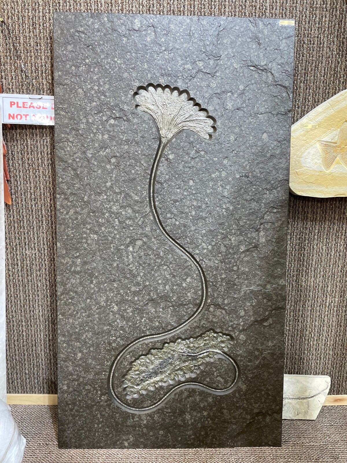 CRINOID DINOSAUR FOSSIL WALL DISPLAY HOME DECOR
