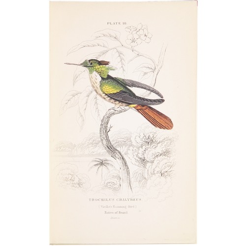 1843 Jardine HUMMINGBIRDS VOLUME 1! 31 HAND-COLORED ENGRAVINGS (Ornithology XIV) - Picture 12 of 24
