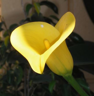 i! GELBE CALLA !i anmutige und exotische Zimmerpflanze mit kelchförmigen Blüten. | eBay