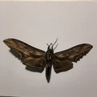 Real Butterfly/Moth Spread B1981 Rare Sphingidae Sps Hawk Moth