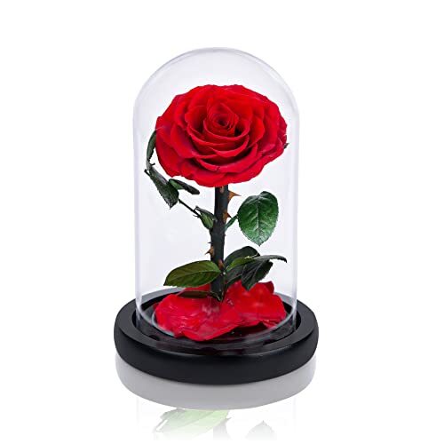 Handmade Preserved Roses in Glass Dome Valentines Day Gifts for Her Real Red - Picture 4 of 6
