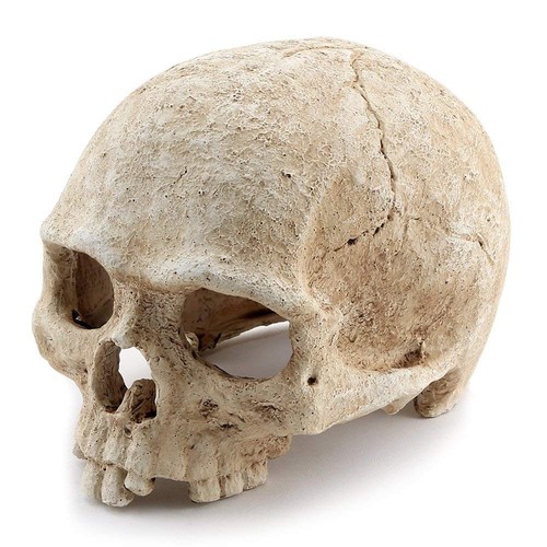 Aquarium Resin Skull, for Aquarium Decoration Reptile House Cave Family Daily... - Picture 5 of 6