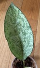 Super Rare Hoya Icensis Silver Big Leaves Starter