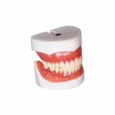 Redland B2-02 Dental Demonstration Teeth Educational Model