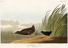 Least Water-Hen - 1827 - Illustration Magnet