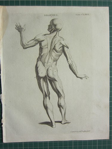 1797 ORIGINAL ANTIQUE PRINT ~ DRAWING MALE FIGURE ANATOMY BACK VIEW