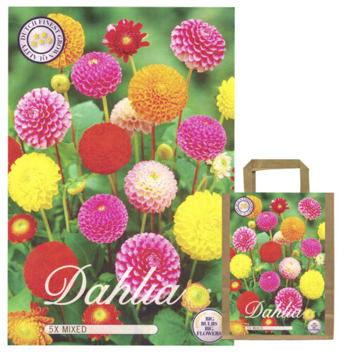 Dahlien Knollen Blumenzwiebeln dahlienknollen Mix Set Blühpflanzen Garten Balkon - Bild 7 von 10
