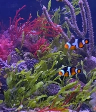 Live 15 blade Caulerpa Prolifera Macro Algae Refugium Saltwater! Buy2 get 1free!