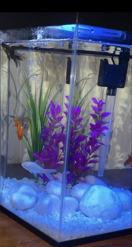 Fish R Fun FRF555BLA 21.6L Hexagonal Aquarium - Black for sale online ...