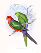 Vintage John Gould Australian Bird Art CANVAS PRINT~ King Parrot 24"X16"