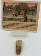 Spinosaurus Teeth Dinosaur F0SSIL Before T Rex Cretaceous J723