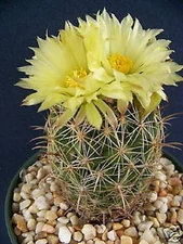 Coryphantha cornifera exotic rare bonsai pincushion cactus seed cacti 50 SEEDS