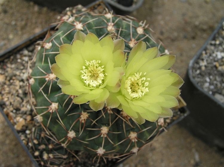 GYMNOCALYCIUM (Gymnocalycium uruguayense) 10 seeds