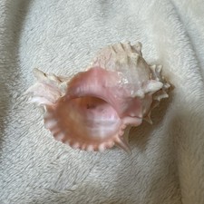 Natural Conch Shell Real Seashell Pink For Aquarium Or Home Decor 3.5"