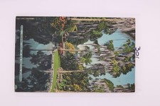 Florida Cypress Swamp St Petersburg 1949 Asheville Postcard Linen