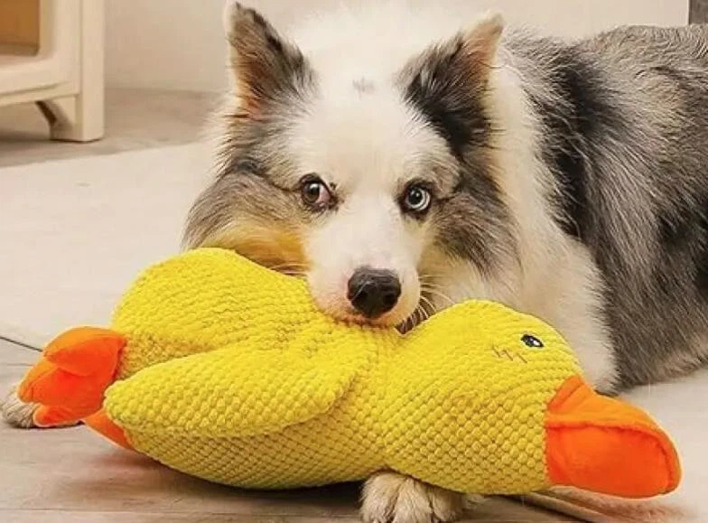 Enten-Haustier-Plüschspielzeug für Hunde mit Quitsch Geräusch - Bild 2 von 4