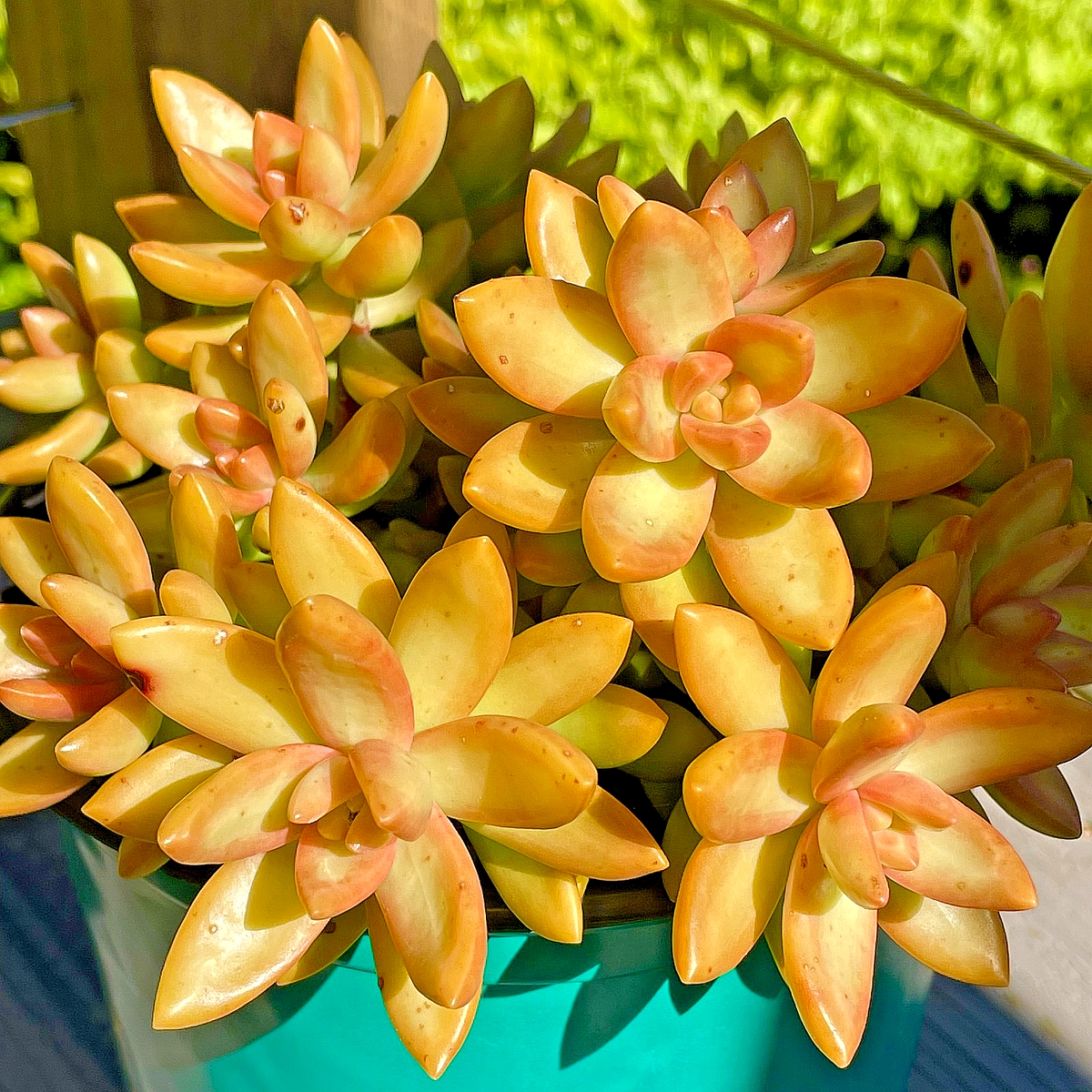 Sedum Nussbaumerianum Orange Delight Succulent 2-Inch Rare Live Plant  Cutting | eBay