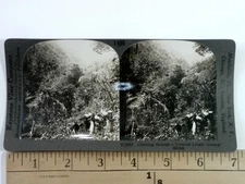 Keystone View Company Stereoview Climbing Through Tropical Jungle Central Africa