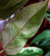 Rare Philodendron Pink Flush Whipple Way 13 Tall Not Aroid Anthurium Monstera Rare Philodendron Pink Flush Whipple Way 13 Tall Not Aroid Anthurium Monstera