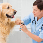 Nail Trimmers & Clipper for Rottweiler and other Large Size Working Dogs