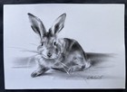 ORIGINAL “Rabbit Sketch” Artist Nat  Hodson 2025 Charcoal 8”x11.5”  NOT AN ACEO — photo 1