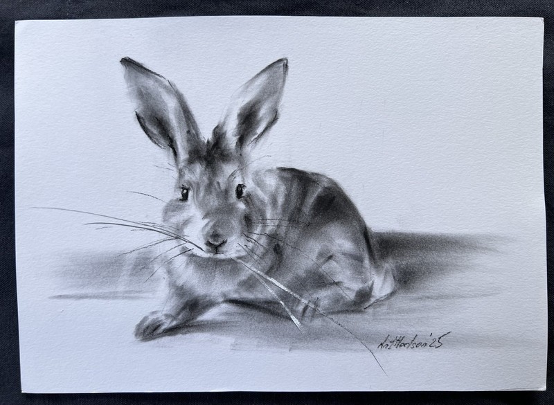 ORIGINAL “Rabbit Sketch” Artist Nat  Hodson 2025 Charcoal 8”x11.5”  NOT AN ACEO