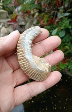 Fossil Rastellum Oyster Polished bivalve~fossil alien~76mm~ 100%Genuine~