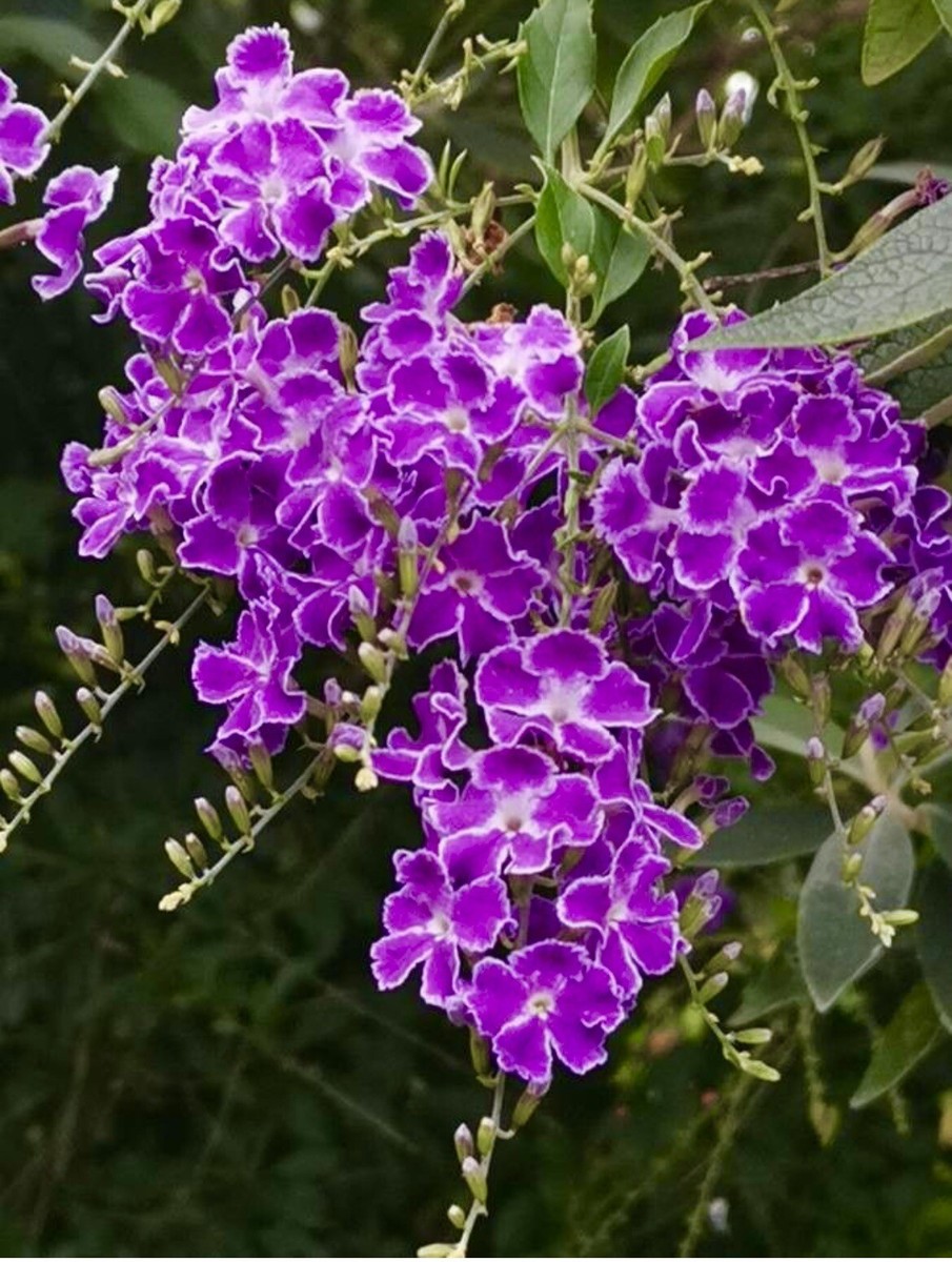 Duranta Erecta, Golden Dewdrop, Pigeon Berry - 25 seeds 2025 - USA