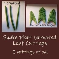 6 Snake Plant Sansevieria Unrooted Leaf Cuttings Clippings - 3 of Each Pictured
