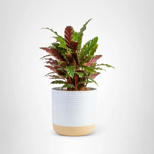 Costa Farms Calathea Plant