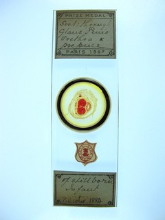 Antique microscope slide by Cole. T.S. Glans Penis. Urethra etc. of stillborn...